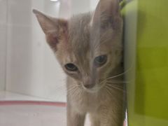 -青奢宠物·青奢猫舍