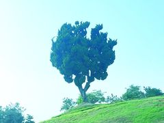 -小麦岛公园