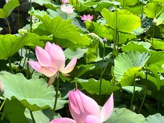 -莲花池公园