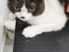 -爱洗澡的猫(天河路店)