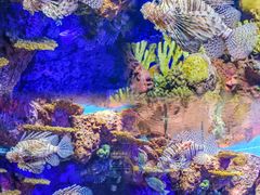 -上海海洋水族馆