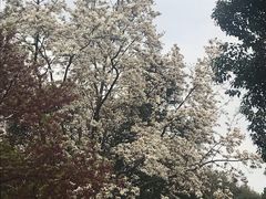 景点-武汉大学-樱园