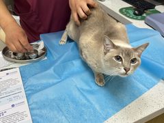 -芭比堂动物医院·CT·微创中心(新顺分院)