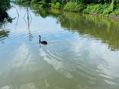 -大湾区中央湿地公园