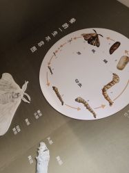 -太湖雪蚕桑文化园