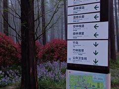 -黄海国家森林公园