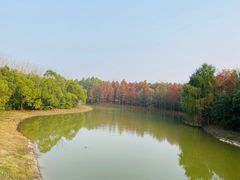 -上海海湾国家森林公园