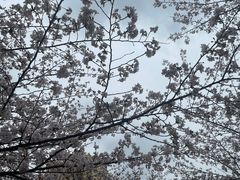 -高东镇樱花园