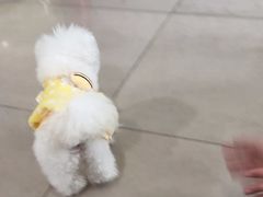 -佳雯宠物医院·皮肤科·内外科(春晓路分院)