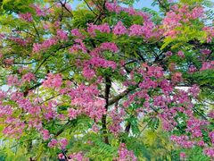 -中山市树木园