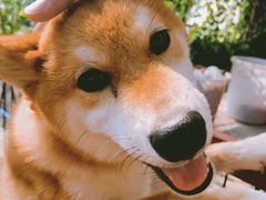 -柴犬高等学院·狗咖·柴犬售卖·宠物训练