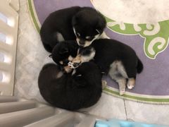 -柴犬小屋·柴餐厅·狗咖食堂(金鼎广场店)