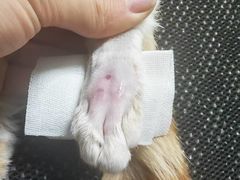 -瑞派·关忠动物医院·猫专科·犬专科(三环新城店)