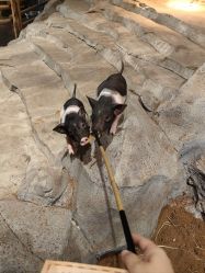 -Zoolung Zoolung动物主题公园(海信广场店)