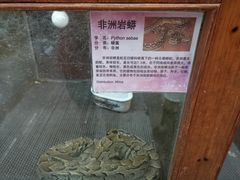 -上海大自然野生昆虫馆(东方明珠·爬宠昆虫探索中心)