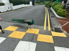 -圣淘沙天际线斜坡滑车