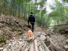 -四明山国家森林公园
