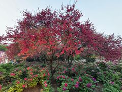 -洛阳市隋唐城遗址植物园