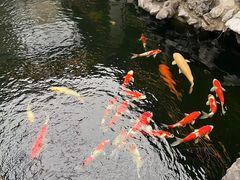 -鲤院·新中式美学·庭院餐厅(夫子庙店)