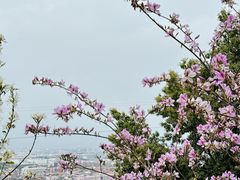 -仙岳公园