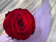 -FEI FEI FLOWER鲜花店·气球派对·宝宝宴布置(虹口德必运动Loft店)