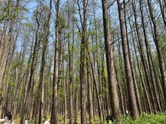 -上海共青森林公园