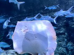 -郑州海洋馆