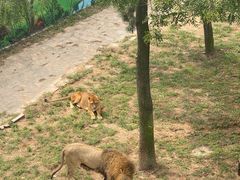 -西霞口神雕山野生动物世界