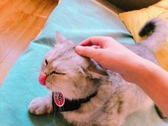 -小呆的宠物店·宠物售卖·宠物寄养(城西店)