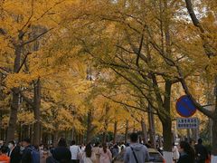 -八大关景区