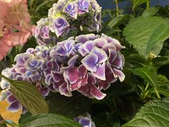 -鸡西冷面(翠竹店)