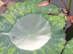 -上海市保健医疗中心