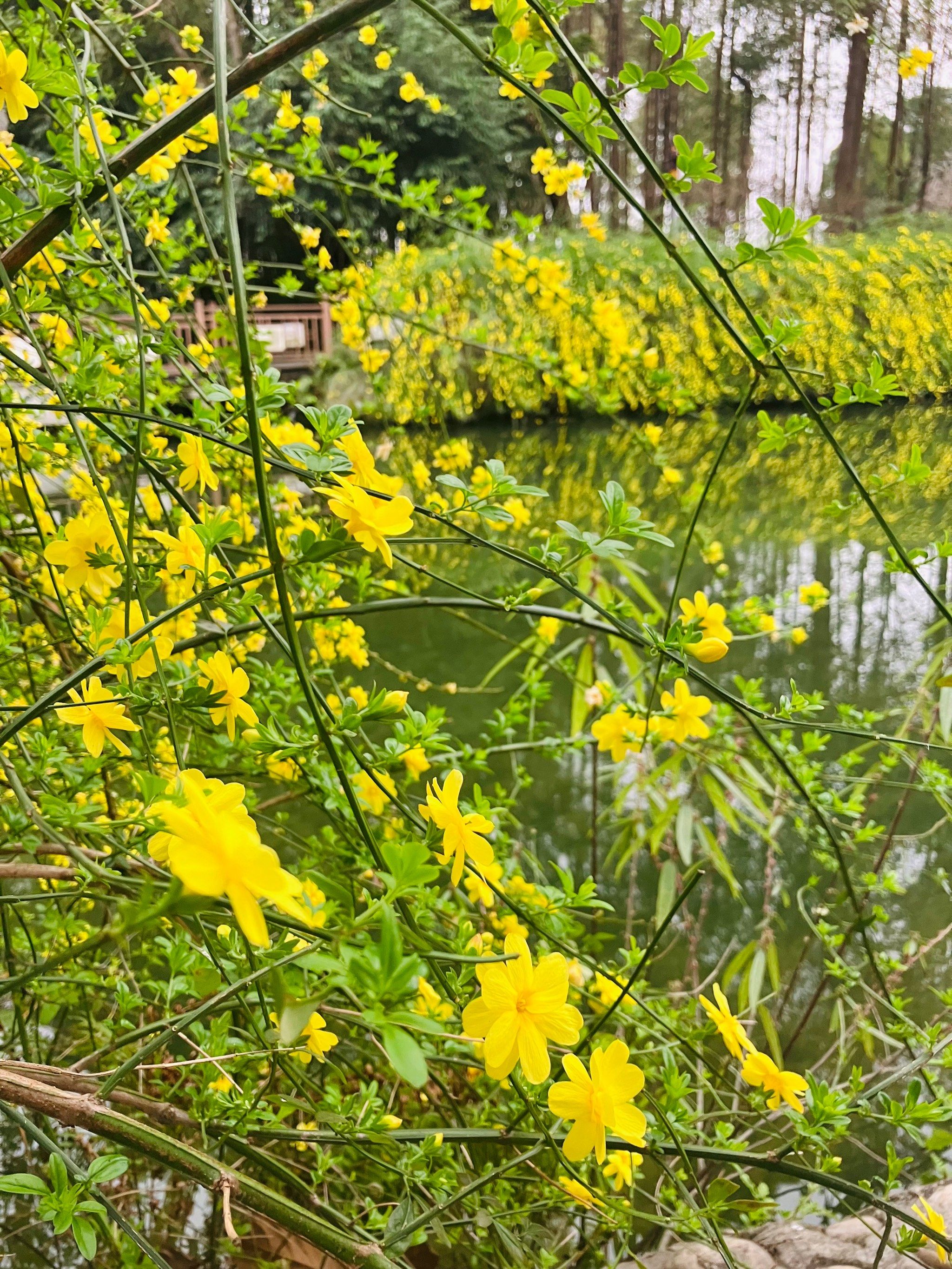 坐标:浣花溪公园
迎春花的花期不算长,错过这几天,要等到下一个春天