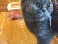 -MOLLY'S萌宠生活馆