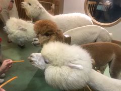 -藦茜花园宠物主题亲子互动体验馆(国顺东路店)