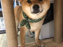 -逗柴咖啡屋·狗咖猫咖宠物桌游