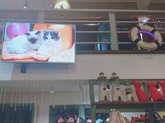 -猫咪博物馆(顶澳仔猫街店)