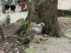 -黔灵山公园