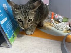 -瑞派蒂凯宠物医院·免疫点·宠保定点