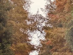 -山王坪喀斯特国家生态公园