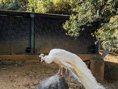 -昆明动物园