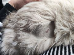 -瑞派康怡24h宠物医院·犬猫医疗中心·微创绝育(瑞景分院)