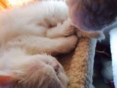 -彩虹桥宠物火化殡葬善终服务(金乐大厦店)