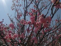 -天适樱花悠乐园