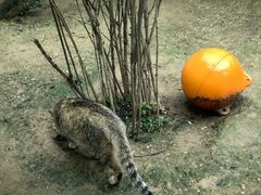 -青藏高原野生动物园