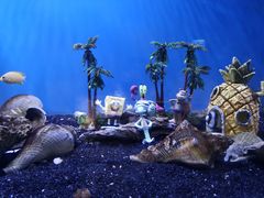 -芜湖新华联大白鲸海洋公园