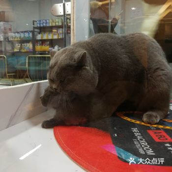 国大有家撸猫圣地不容错过
