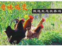 奇味鸡煲-奇味鸡煲(麦地店)