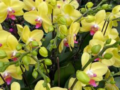 -龙大花卉苗木市场