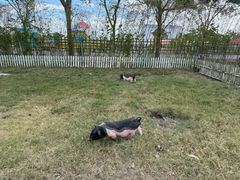 -上海长兴岛郊野公园